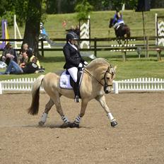 Fjordhest Milos Klattrup <3 #Dressur stjernen#