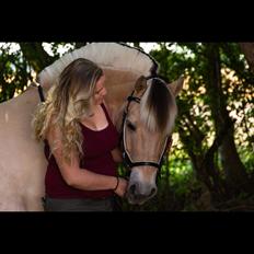 Fjordhest Milos Klattrup <3 #Dressur stjernen#