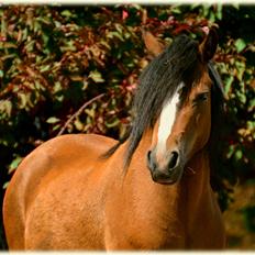 Welsh Mountain (sec A) Chopins Alma