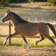 Welsh Mountain (sec A) Chopins Alma