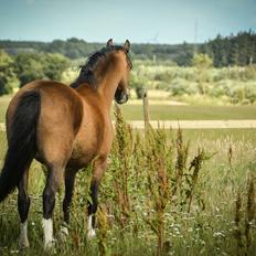 Welsh Mountain (sec A) Chopins Alma