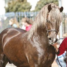 Welsh Cob (sec D) Maesbrithdir Super King