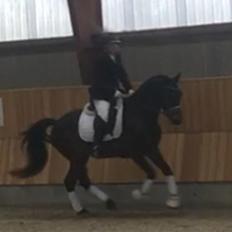 Connemara Egevangens Bailey