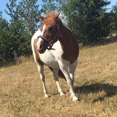 Anden særlig race Slap-a (Nibbe) - Himmelpony