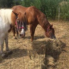 Anden særlig race Slap-a (Nibbe) - Himmelpony