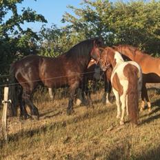 Anden særlig race Slap-a (Nibbe) - Himmelpony