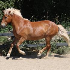 Islænder Neisti fra Skringstrup