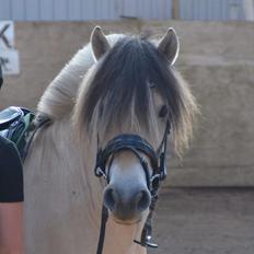 Fjordhest Birkens Rudolf