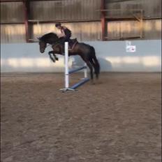 New Forest Danish delight