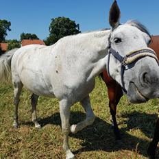 Anden særlig race Stensgården Marquis