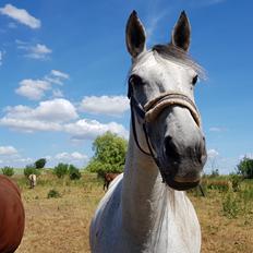 Anden særlig race Stensgården Marquis