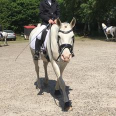 Arabisk fuldblod (OX) Day Dream