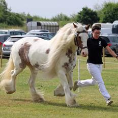 Tinker Kenzo's Laguna 