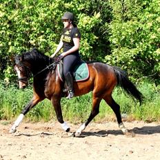 Dansk Varmblod Søballegårds Dancing hit