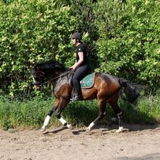 Dansk Varmblod Søballegårds Dancing hit