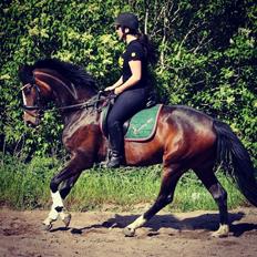 Dansk Varmblod Søballegårds Dancing hit