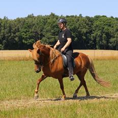 Islænder Glóblesa fra Stald Hovslag