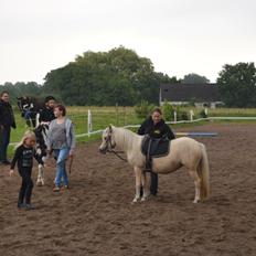 Welsh Partbred (Sec F) Marnows princess pink
