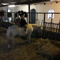 Welsh Partbred (Sec F) Marnows princess pink