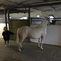 Welsh Partbred (Sec F) Marnows princess pink