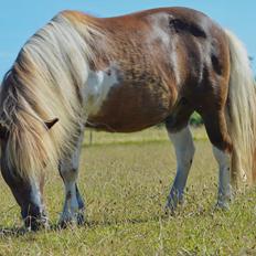 Anden særlig race Bob