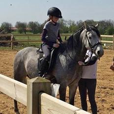 Tysk Sportspony Prince Vincent