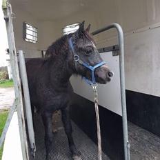 Welsh Mountain (sec A) Harvest paper clips