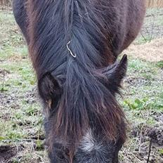 Welsh Mountain (sec A) Harvest paper clips