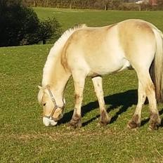 Fjordhest Møltrup Njord