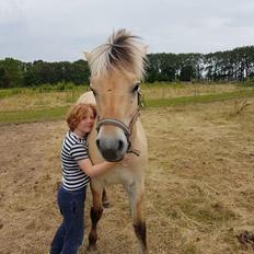 Fjordhest Møltrup Njord