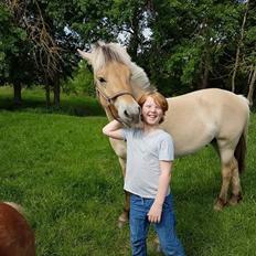 Fjordhest Møltrup Njord