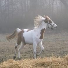 Pinto svalebo's Jackson