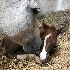 New Forest Calandias silver moon