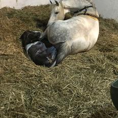 New Forest Calandias silver moon