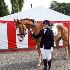 Dansk Varmblod Stald Ninos Perfect Dreamboy