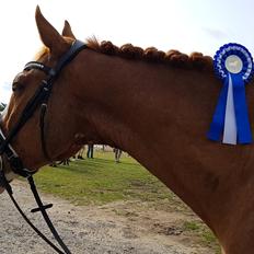 Dansk Varmblod Stald Ninos Perfect Dreamboy