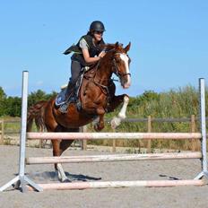 Hollandsk Varmblod Alarda