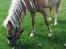 Haflinger MissZaramina
