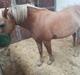 Haflinger Flicka 