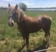 Welsh Pony af Cob-type (sec C) Gribsvads general dixie jo