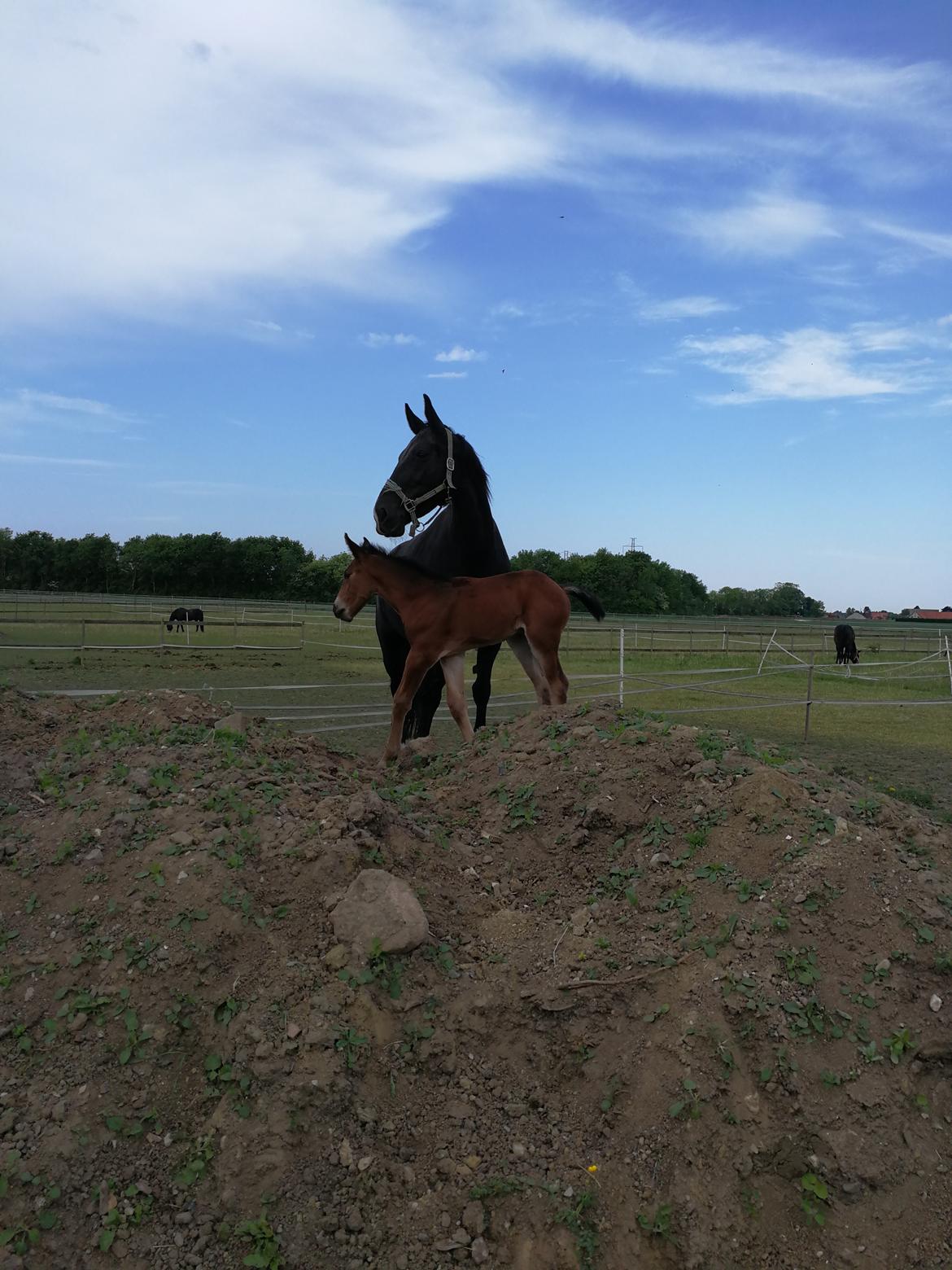 Oldenborg Leeann piper billede 5