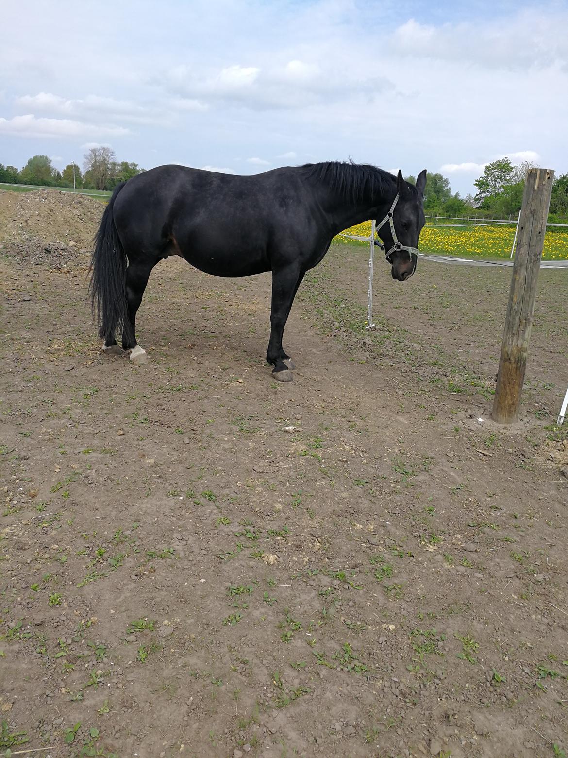 Oldenborg Leeann piper - Højgravid. billede 7