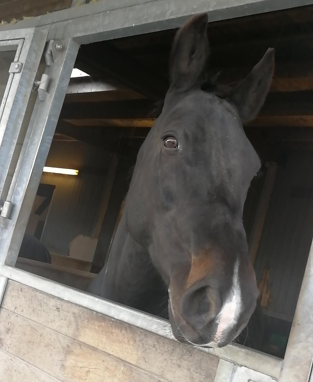 Oldenborg Leeann piper billede 8