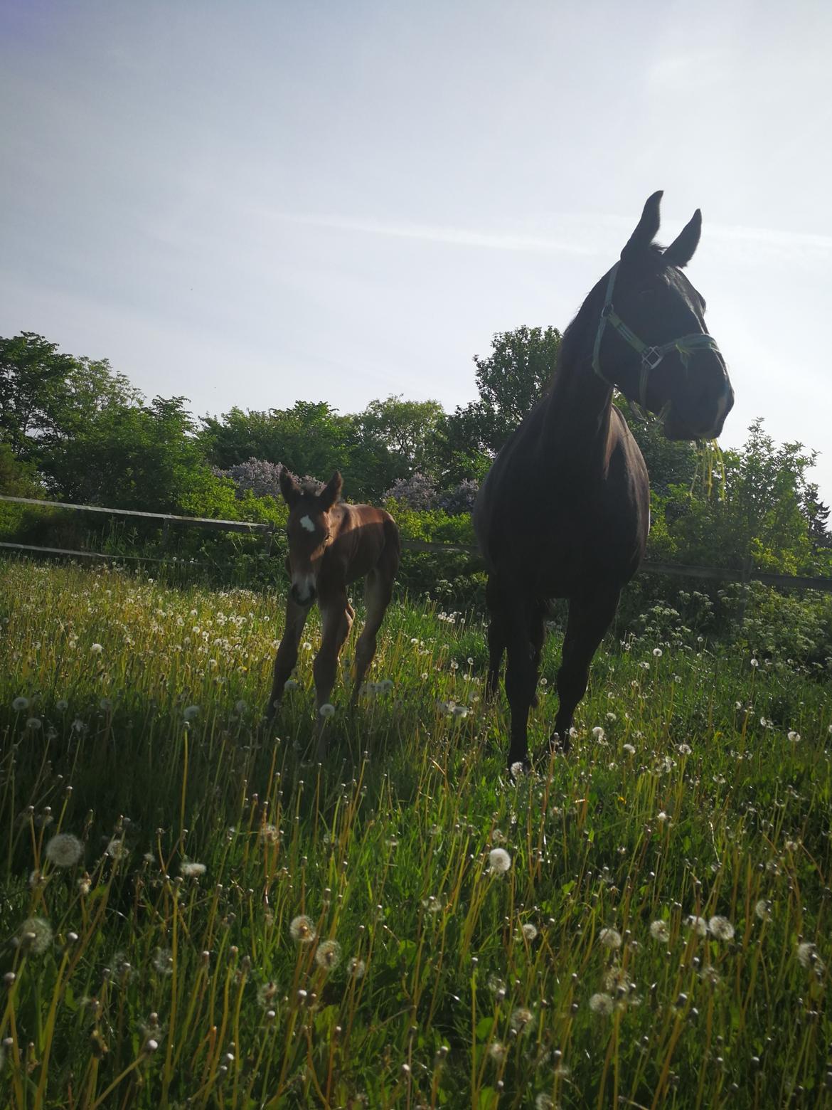 Oldenborg Leeann piper - Leeann med føl. billede 6