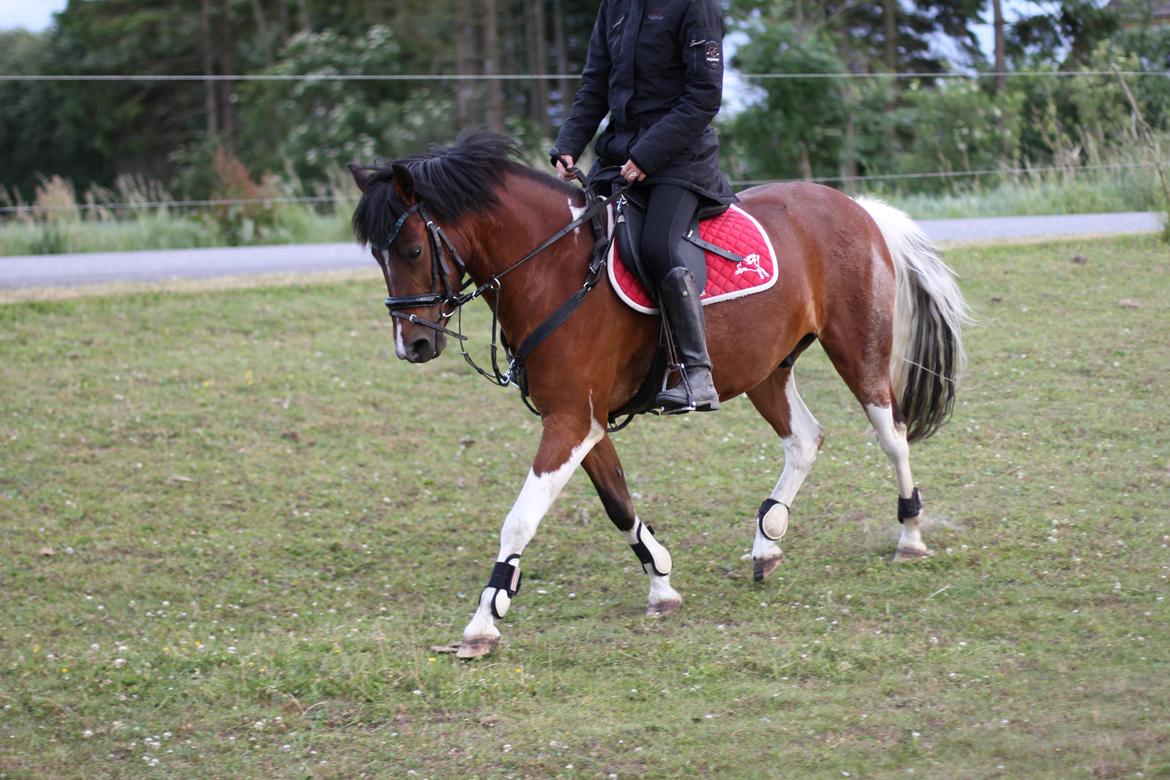 Anden særlig race Mr. Doncans Gambler billede 17