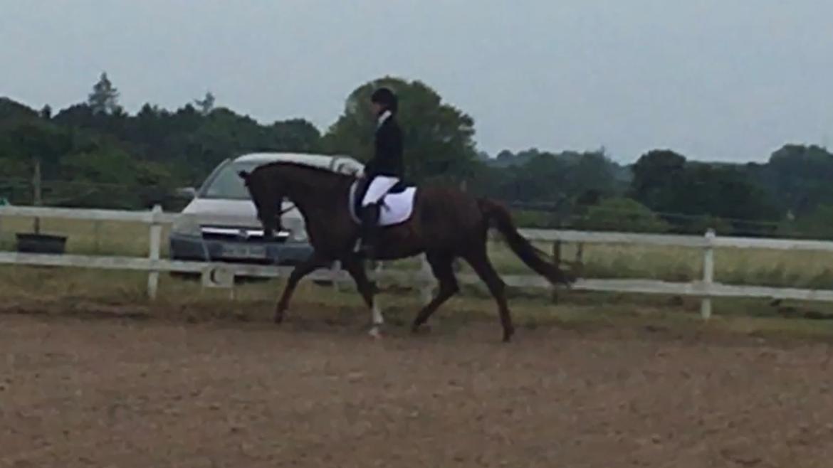 Dansk Varmblod Samantha Who billede 11