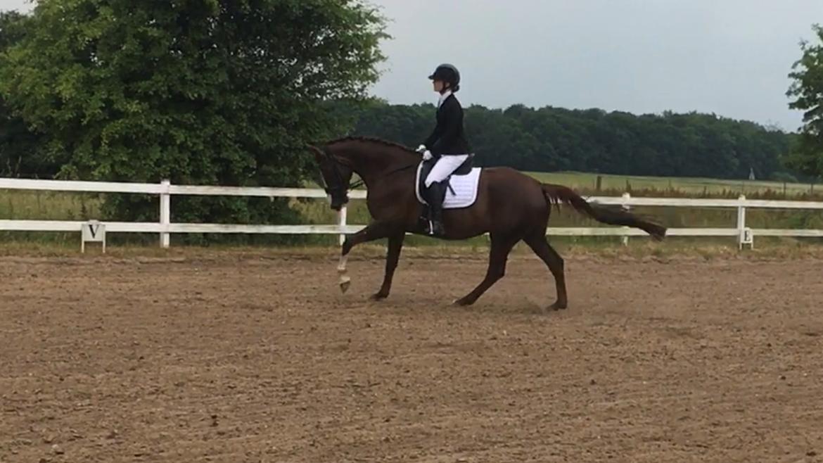 Dansk Varmblod Samantha Who billede 10