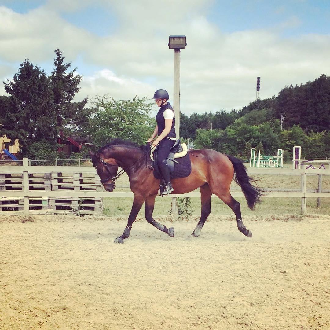 Dansk Varmblod Farmand's Premiere billede 10