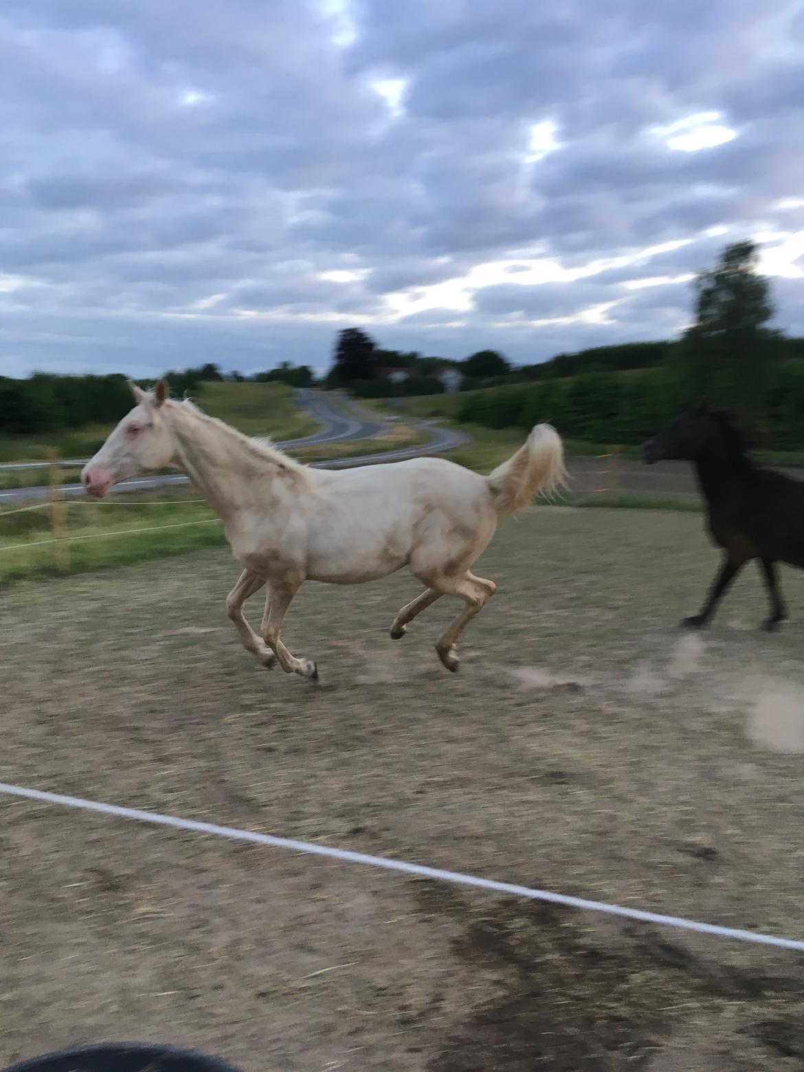 Anden særlig race Duchesse billede 5