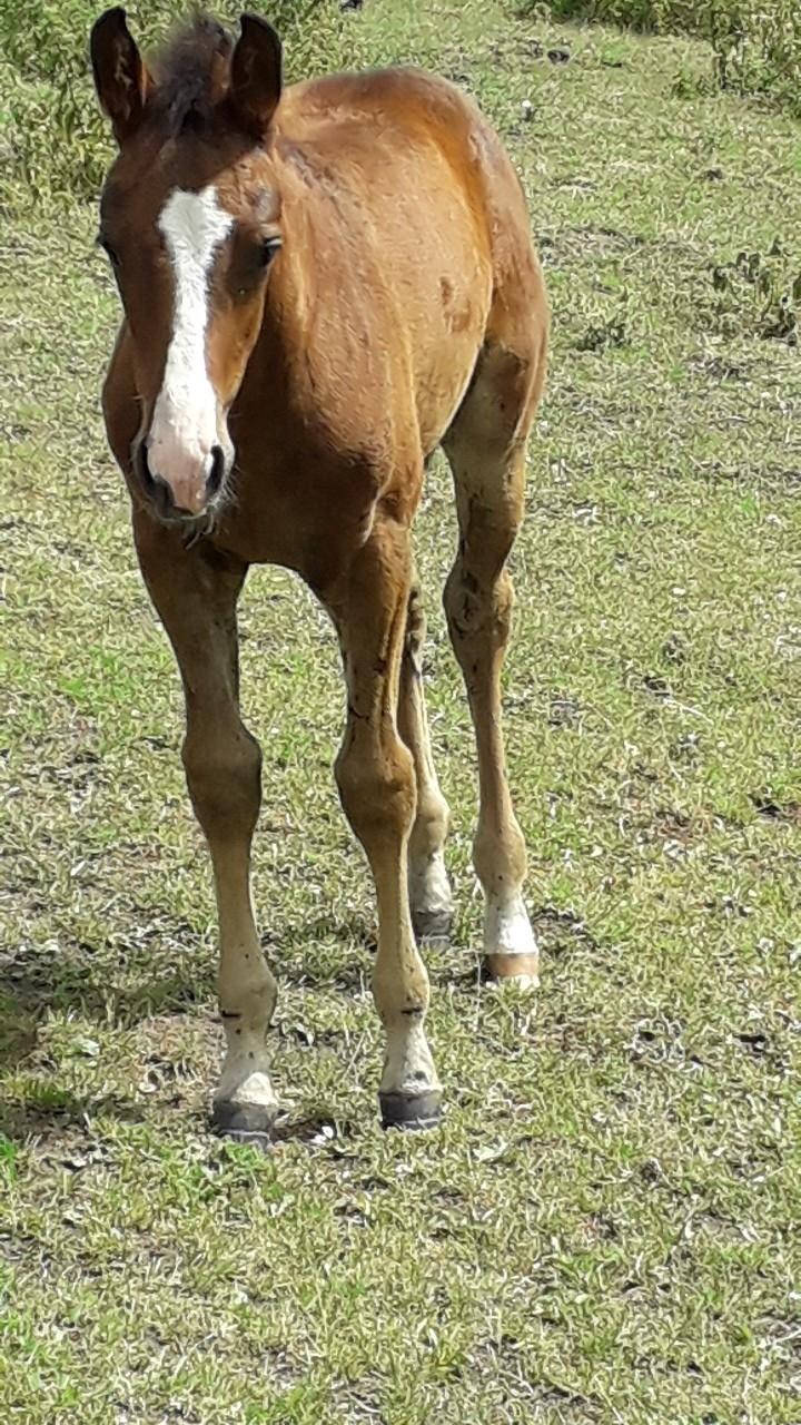 Pinto Søgårds Little Dark Pride  billede 13